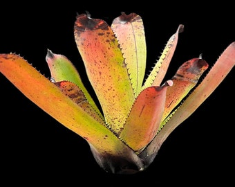 Neoregelia Carcharodon Rainbow