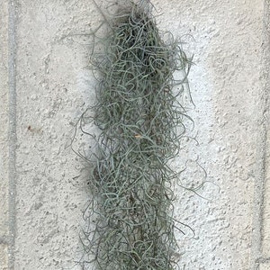 Spanish Moss