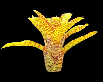 Neoregelia Punctatissima Green