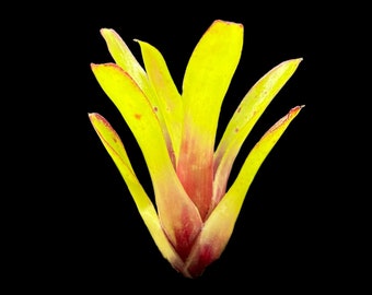 Neoregelia Greenball