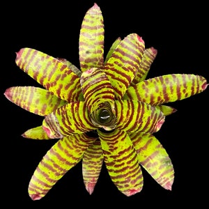 Neoregelia High Voltage