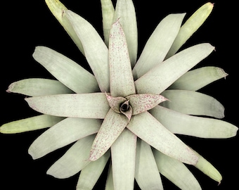 Vriesea Saundersii