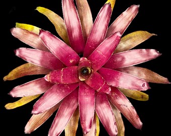 Neoregelia Bob Work