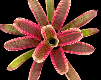 Neoregelia Blushing Zebra