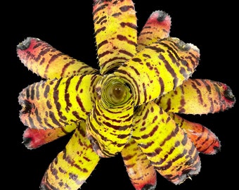 Neoregelia Tiger