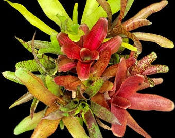 Offset Bromeliad Package *Grower's Choice*