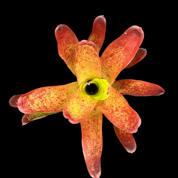 Neoregelia Olens 696