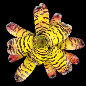 Neoregelia Tiger