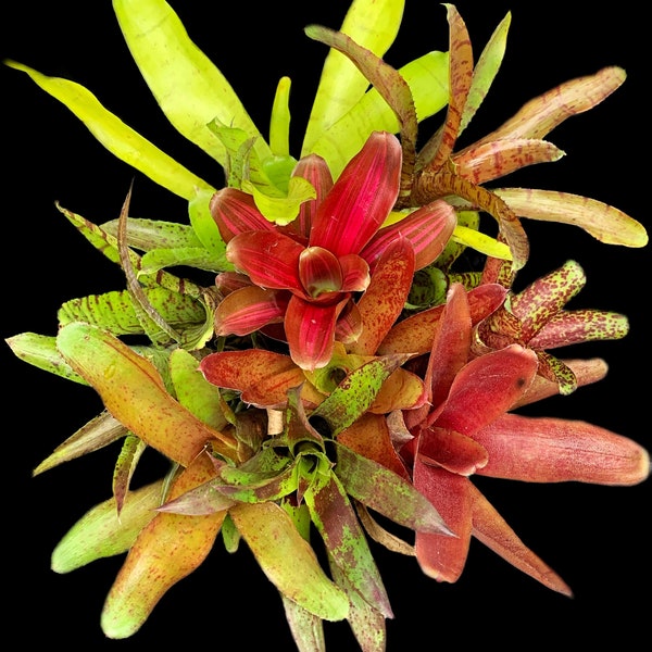 Offset Bromeliad Package *Grower's Choice*