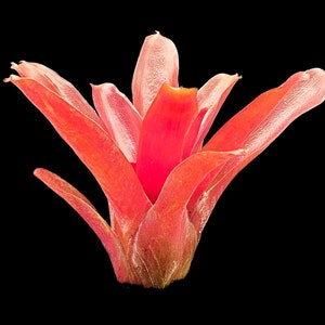 Neoregelia Fireball