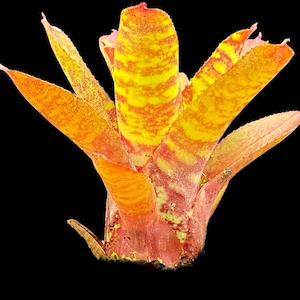 Pu&ograve; includere: Una pianta di bromeliacea vibrante di colore arancione e rosa con strisce gialle sulle foglie. La pianta &egrave; in fiore e ha una spiga centrale di fiori.