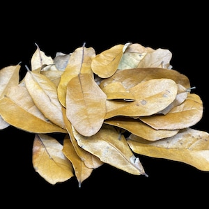 Live Oak Leaf Litter