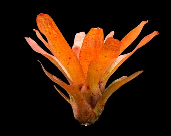 BROMELIAD Billbergia MOULIN ROUGE (domingos Martins X