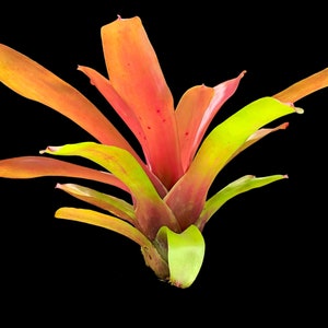 Neoregelia Super Fireball