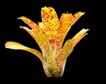 Neoregelia Guttata
