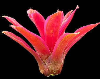 Neoregelia Donger