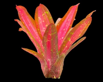 Neoregelia First Prize