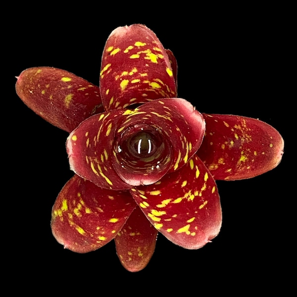 Neoregelia Royal Burgundy x Fireball