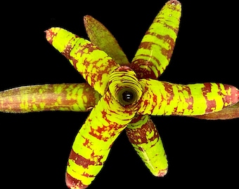 Neoregelia Guacamole