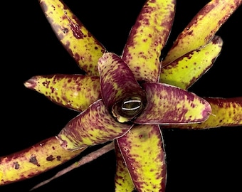 Neoregelia Smithii