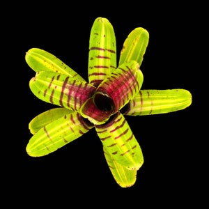 Neoregelia Half Pint