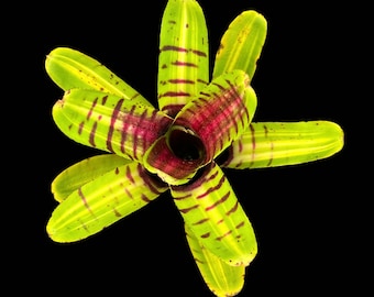 Neoregelia Half Pint