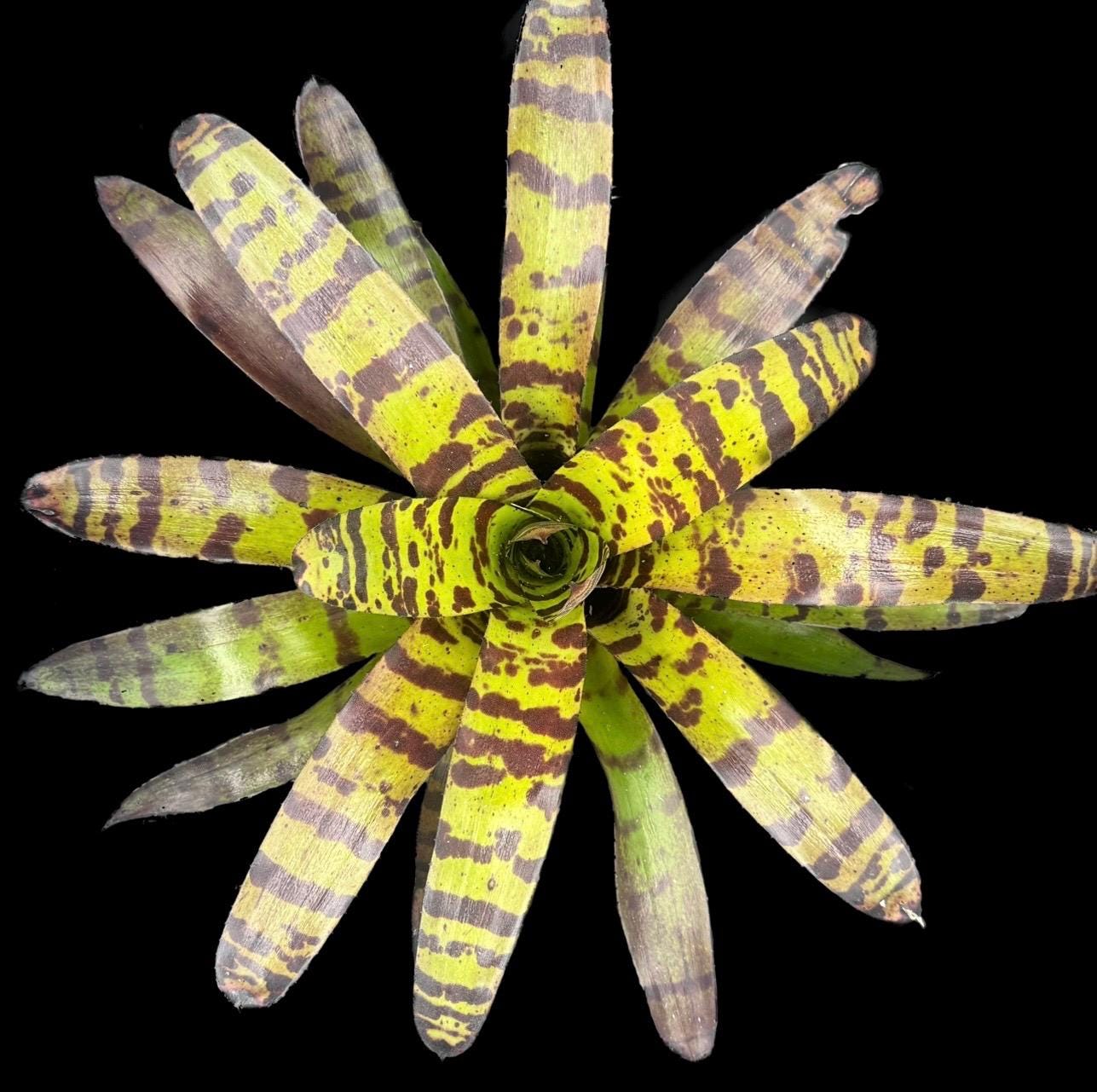 ブロメリア・エアープランツ Neoregelia Cat Pajamas Bromeliad Neoregelia 'Cat's Pajamas' Vinzant | 6