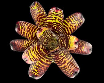Neoregelia Hannibal Lecter