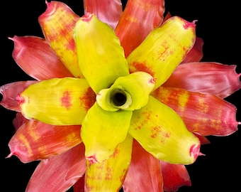 Neoregelia Hawaii