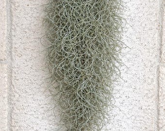 Spanish Moss