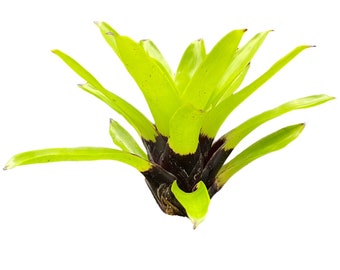 Vriesea Erythrodactylon