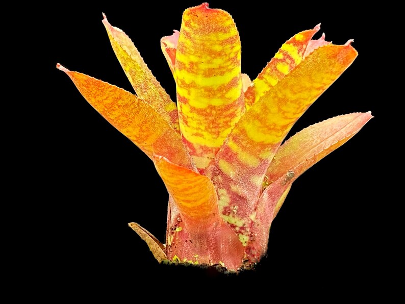 Pu&ograve; includere: Una pianta di bromeliacea vibrante di colore arancione e rosa con strisce gialle sulle foglie. La pianta &egrave; in fiore e ha una spiga centrale di fiori.