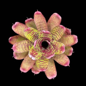 Faisán dorado de Neoregelia