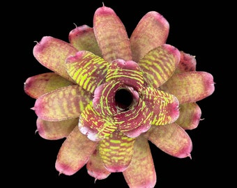 Neoregelia Golden Pheasant