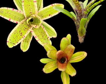 Micro Bromeliad Pack