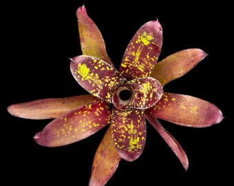 Neoregelia Wicked