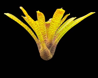 Neoregelia Popoki