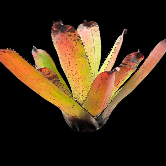 ブロメリア・エアープランツ Neoregelia Carcharodon Tiger Neoregelia Spotted Tiger ブロメリア・エアープランツ