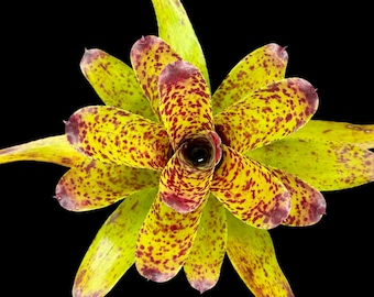 Neoregelia Cheers