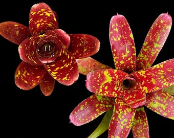Neoregelia Fireball Twin Pack