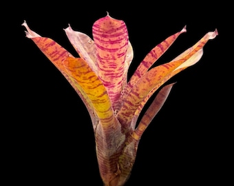 Neoregelia Bonkers