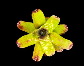 Neoregelia Marble Throat