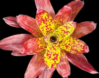 Neoregelia Winnie the Pooh