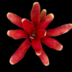 以下が含まれることがあります： 星形をした鮮やかな赤いブロメリアの花。花は中央に花びらの塊があり、そこから外側に放射状に伸びる複数の長く尖った花びらがある。