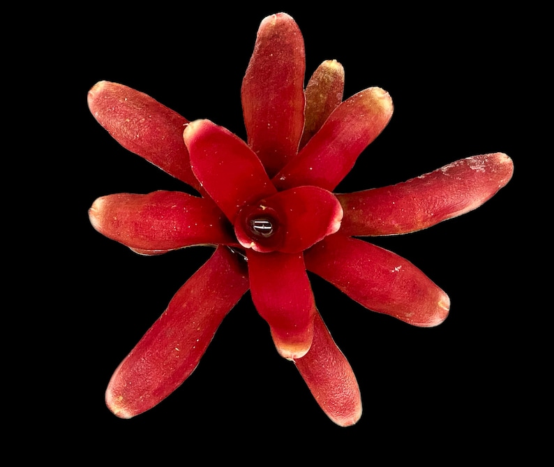以下が含まれることがあります： 星形をした鮮やかな赤いブロメリアの花。花は中央に花びらの塊があり、そこから外側に放射状に伸びる複数の長く尖った花びらがある。