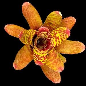 Neoregelia Wild Tiger