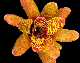 Neoregelia Wild Tiger