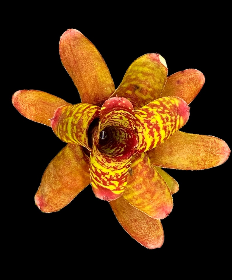 Pu&ograve; includere: Primo piano di una pianta di bromeliacea con petali a strisce gialle e rosse. La pianta ha un tubo centrale con un interno rosso scuro.