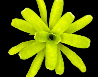 Neoregelia Compacta