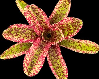 Neoregelia Heat Rash